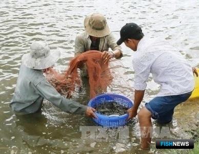 Вьетнам восстанавливает креветочное производство