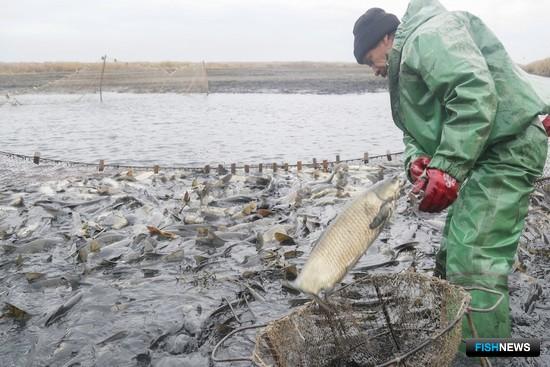 В Астраханской области предлагают новые участки для рыбоводства