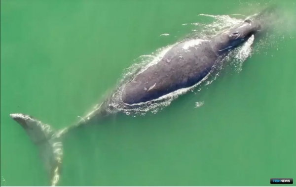 Гренландские киты Охотоморья страдают от рыбацких снастей