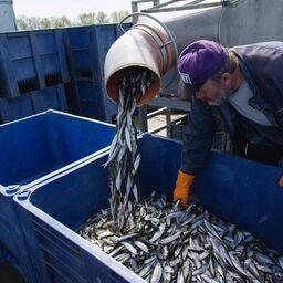 Рыбный союз определил приоритеты работы на год