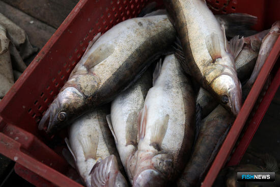 Рыбные запасы Приволжья выставили на торги