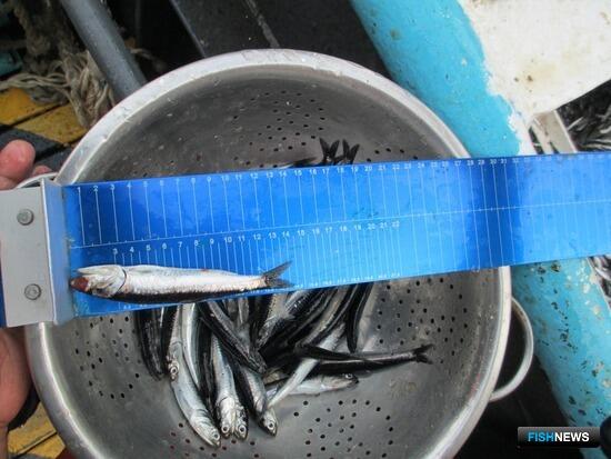 Перу озаботилось добавленной стоимостью своей рыбы