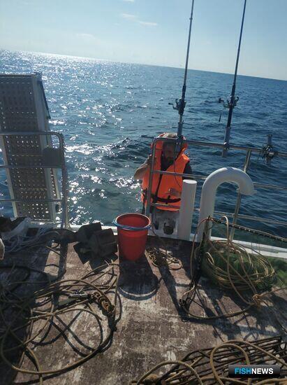 Наука оценит запасы моллюсков в Черном море