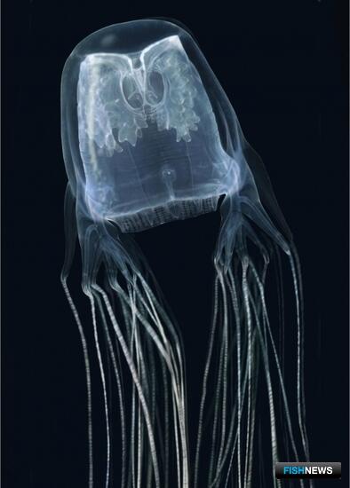 Биологи продвинулись в изучении медуз Южной Африки