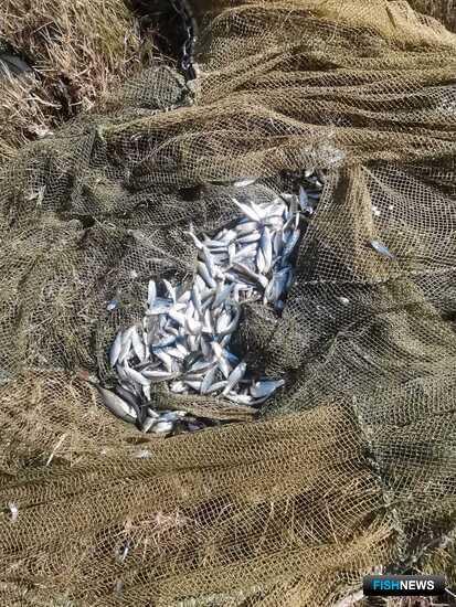 Наука держит на учете рыбные запасы Ставрополья