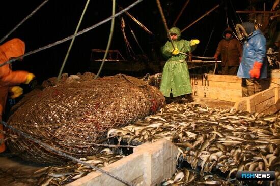 Наука рассказала о рыбных запасах Восточно-Сахалинской подзоны