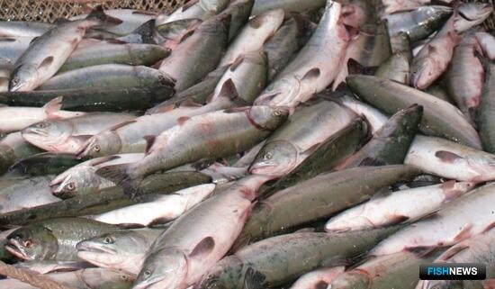 Российские уловы лосося вновь отличились в мировой статистике