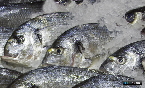 В Саудовской Аравии хотят открыть мощное рыбоводное предприятие