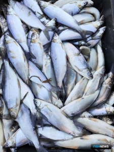Ученые вывели для рыбоводов продуктивный гибрид Ученые вывели для рыбоводов продуктивный гибрид